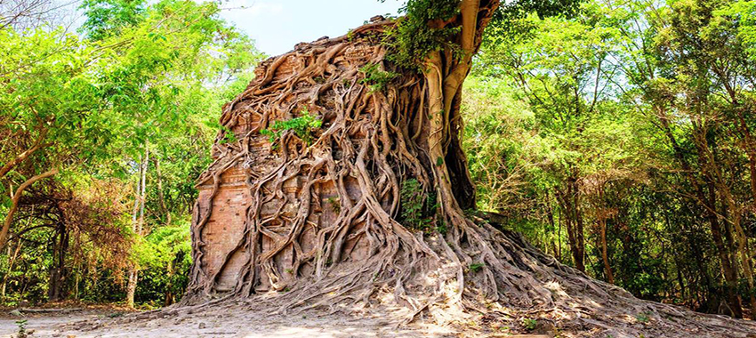 Cambodia & Alliance Wildlife