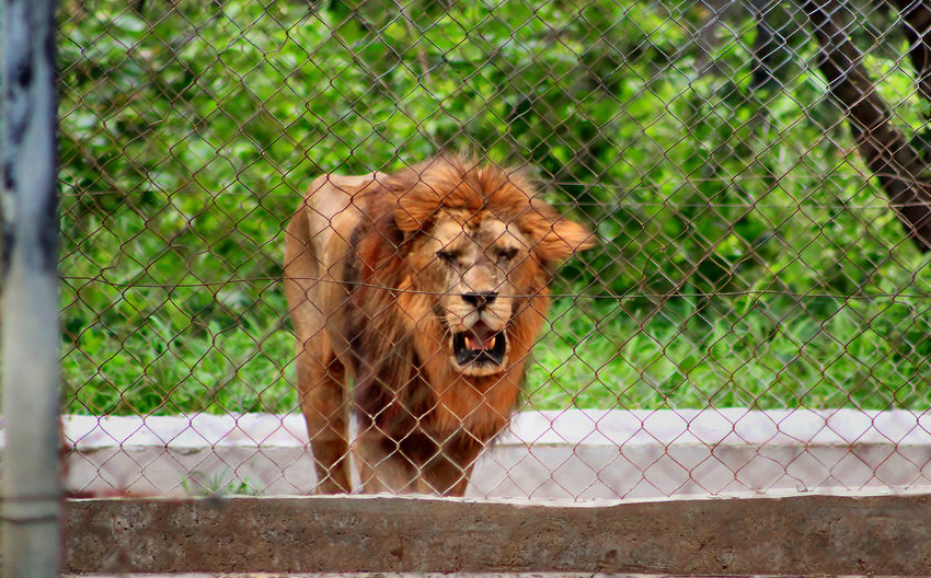 Phnom Tamao Wildlife Rescue Center